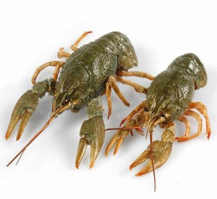Живые раки оптом 