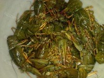 Живые раки оптом